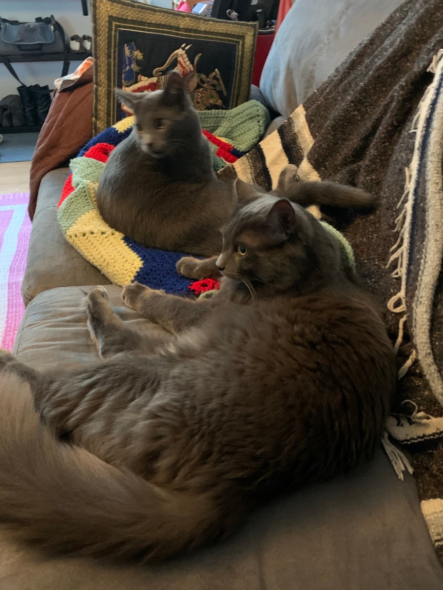 Side view of two large gray cats sitting side by side on a couch atop colorful blankets, one cat just a tiny bit fluffier than the other. Their gazes are both fixed out of the left frame of the picture.