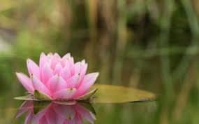 A bright pink lotus flower dominates from the lower left corner of this landscape view of a watery, green backdrop from around pond surface level.