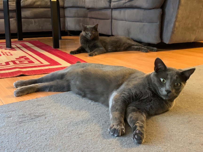 Landscape pic from floor-level POV of two large gray cats, Statler, foreground, and Waldorf, background, sprawled on the floor. Their heads are upright and they are wide eyed, appearing annoyed or angry.