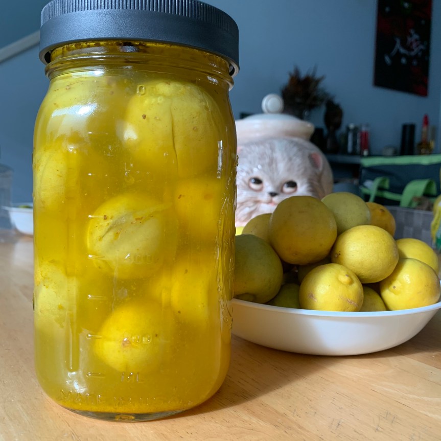 In the foreground, dominating the left half of the frame, a quart size jar holds whole Meyer lemons, cut crosswise almost the entire length of each; they are floating in a bright yellow liquid. A shallow, white bowl piled with fresh lemons sits in the background to the right, and behind that, a cat faced cookie jar is seen.